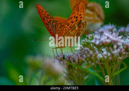 Verschiedene Insekten, Bienen, Schmetterlinge, Libelle Stockfoto