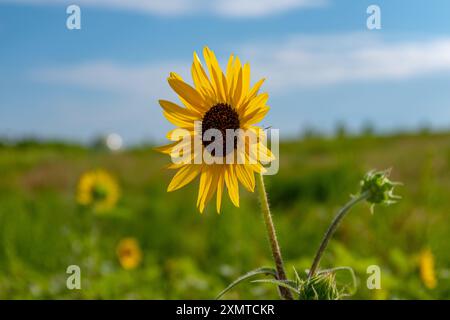 Nahaufnahme einer blühenden Sonnenblume auf einem Feld mit verschwommenem Naturhintergrund. An einem sonnigen Sommertag. Stockfoto