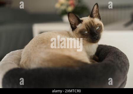 Porträt einer eleganten beigen Siamkatze, die mit blauen Augen liegt. Das Haustier sitzt bequem. Schlanke, gut gepflegte Vollblut-braune Katze Stockfoto