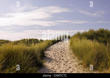 Weg in den Duenen auf Borkum Borkum Deutschland *** Weg in den Dünen auf Borkum Borkum Deutschland Copyright: xUtexGrabowskyxphotothek.dex Stockfoto