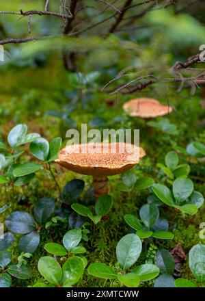 Zwei große gelbe und orangene Pilze auf einem Waldboden in Kanada, aufgenommen im Sommer Stockfoto