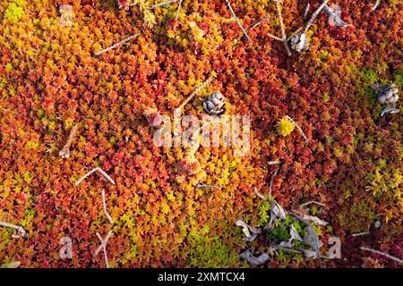 Ein Teppich aus rotem, gelbem und orangenem Moos, von oben gesehen. Aufgenommen an sonnigen Sommertagen in Kanada Stockfoto