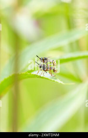 Four Banded Bee Grabbers (conops quadrifasciatus) dickköpfige Fliegen - männlich conops quadrifasciatus reitend weiblich - Schottland, Vereinigtes Königreich Stockfoto