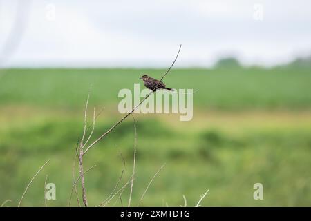 Eine rotflügeleuchte, die an einem Sommertag in einem Baum auf einem Sumpfgebiet in Iowa mit verschwommenem Präriebintergrund sitzt. Stockfoto
