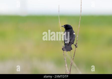 Rücken einer männlichen rothgeflügelten Amsel zwischen zwei Ästen, isoliert auf einem verschwommenen, grünen Hintergrund an einem Sommertag in Iowa, Nahaufnahme Foto. Stockfoto