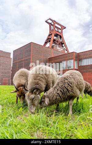 Schafe im Kohlebergwerk Zollverein erstmals werden 12 Heidschnucken- und Drenther Heideschafe-Schafe auf der UNESCO-Welt weiden Stockfoto