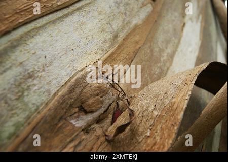 Nahaufnahme des strukturierten abstrakten Hintergrunds der Eukalyptusrinde Stockfoto