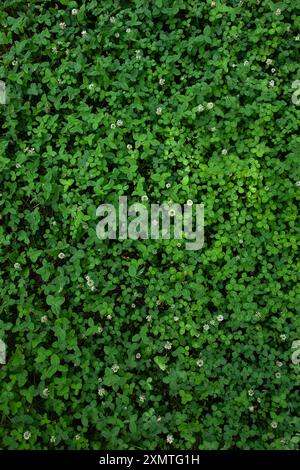 Entdecken Sie die Schönheit der Natur mit diesem lebendigen grünen Kleeblatt, das sich perfekt für Hintergründe, Texturen und Designprojekte eignet. Verleihen Sie einen Hauch von Frische A Stockfoto