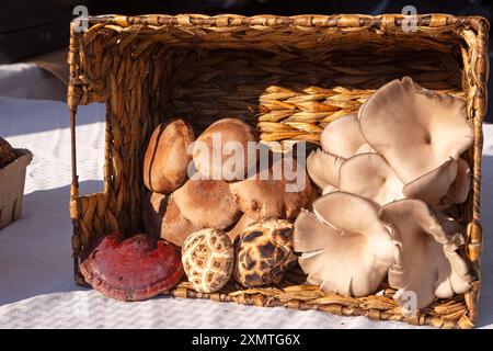 Shitake und Austernpilze in einem Korb auf einem Markt im Freien Stockfoto