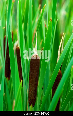 FOUNTAIN, COLORADO, USA: Typha latifolia, auch bekannt als Bulrush, wächst am Rande eines Teichs im Cattail Marsh in Fountain, CO. Stockfoto