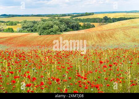 Mohnfeld unter blauem Himmel Stockfoto