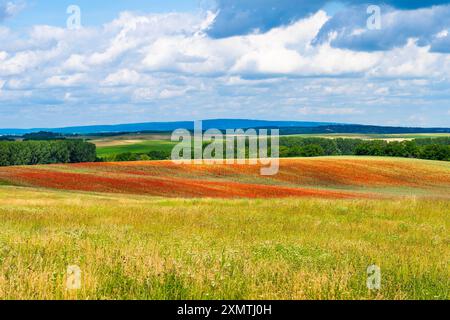 Mohnfeld unter blauem Himmel Stockfoto