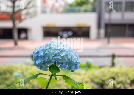 Blaue Hortensie Macrophylla oder Bigleaf Hortensie Blume wächst in Japan. Bortensia Stockfoto