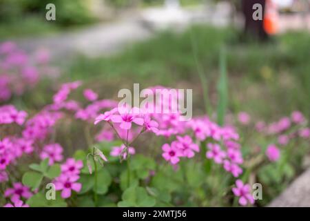 Rosafarbene Sauerampfer-Blume wächst in Japan, Tokyo Park. Stockfoto