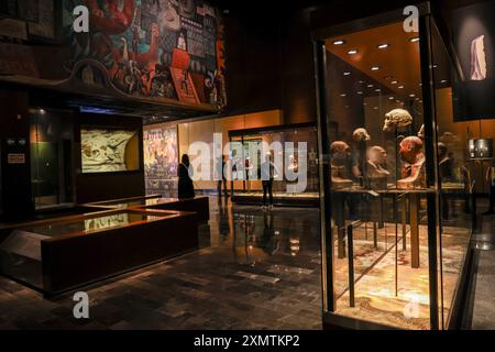 Höhlenmensch, Neandertaler, Primate, Homo Habilis, Homo Rudolfensis, Homo sapiens im Nationalmuseum für Anthropologie MNA in Mexiko-Stadt. Amerikanischer Museumskomplex, der das archäologische Erbe der Völker Mesoamerikas und die ethnische Vielfalt im Chapultepec Forest zeigt, der vom National Institute of Anthropology and History INAH betrieben wird. Naturgeschichte .. (Foto: Luis Gutierrez/ Norte Photo) hombre de la caverna, Neandertal, Primate, Homo Habilis, Homo Rudolfensis, Homo sapiens en el Museo Nacional de Antropología MNA en Ciudad de México. recinto museográficos de América. Que exhibe legado Stockfoto