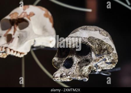 Höhlenmensch, Neandertaler, Primate, Homo Habilis, Homo Rudolfensis, Homo sapiens im Nationalmuseum für Anthropologie MNA in Mexiko-Stadt. Amerikanischer Museumskomplex, der das archäologische Erbe der Völker Mesoamerikas und die ethnische Vielfalt im Chapultepec Forest zeigt, der vom National Institute of Anthropology and History INAH betrieben wird. Naturgeschichte .. (Foto: Luis Gutierrez/ Norte Photo) hombre de la caverna, Neandertal, Primate, Homo Habilis, Homo Rudolfensis, Homo sapiens en el Museo Nacional de Antropología MNA en Ciudad de México. recinto museográficos de América. Que exhibe legado Stockfoto