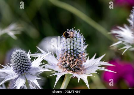 Nahaufnahme einer Hummel auf einer bläulich silbrigen Eryngium planum Blume im Sommer Stockfoto