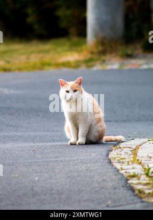 Weiß-orange Katze sitzt auf der Straße Stockfoto