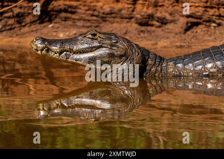 Alligator, der sich in der Sonne am Ufer des Flusses Tres Irmãos sonnt, Begegnung mit dem Wasserpark, Parque Encontro das Águas, Pantanal von Mato Grosso, Brasilien Stockfoto