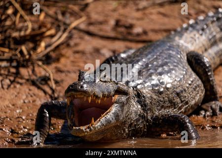 Alligator, der sich in der Sonne am Ufer des Flusses Tres Irmãos sonnt, Begegnung mit dem Wasserpark, Parque Encontro das Águas, Pantanal von Mato Grosso, Brasilien Stockfoto