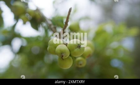 Nahaufnahme von grünen Früchten des mallorcas Crabapple malus sylvestris, der in der Natur mallorcas wächst, auf den balearen Inseln, die in einer Unschärfe gefangen sind Stockfoto