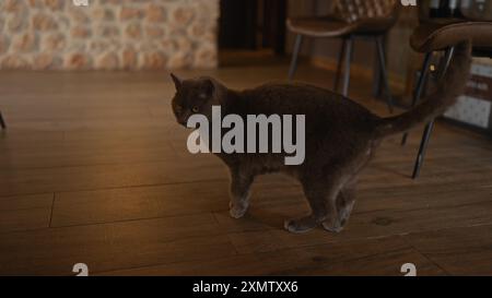 Eine britische Kurzhaarkatze steht wachsam in einem gemütlichen Zimmer mit Steinmauer und Holzboden. Stockfoto
