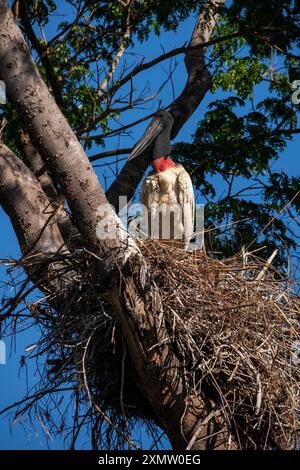 Tuiuiu ist der Vogel, der als Symbol des Pantanals von Mato Grosso in Brasilien gilt Stockfoto