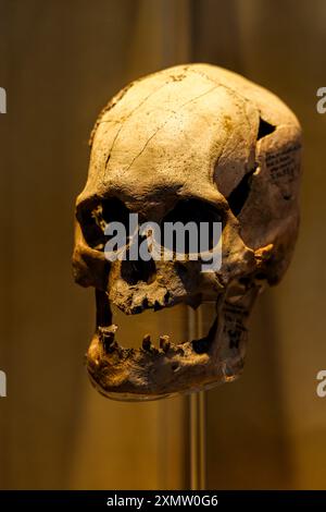 Höhlenmensch, Neandertaler, Primate, Homo Habilis, Homo Rudolfensis, Homo sapiens im Nationalmuseum für Anthropologie MNA in Mexiko-Stadt. Amerikanischer Museumskomplex, der das archäologische Erbe der Völker Mesoamerikas und die ethnische Vielfalt im Chapultepec Forest zeigt, der vom National Institute of Anthropology and History INAH betrieben wird. Naturgeschichte .. (Foto: Luis Gutierrez/ Norte Photo) hombre de la caverna, Neandertal, Primate, Homo Habilis, Homo Rudolfensis, Homo sapiens en el Museo Nacional de Antropología MNA en Ciudad de México. recinto museográficos de América. Que exhibe legado Stockfoto