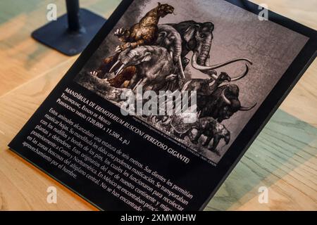 Höhlenmensch, Neandertaler, Primaten, Homo Mammuthus, Mammut, Elephantidae Homo sapiens im Nationalmuseum für Anthropologie MNA in Mexiko-Stadt. Amerikanischer Museumskomplex, der das archäologische Erbe der Völker Mesoamerikas und die ethnische Vielfalt im Chapultepec Forest zeigt, der vom National Institute of Anthropology and History INAH betrieben wird. Naturgeschichte .. (Foto von Luis Gutierrez/ Norte Photo) hombre de la caverna, Neandertal, Primate, Homo Mammuthus, mamut, Elephantidae Homo sapiens en el Museo Nacional de Antropología MNA en Ciudad de México. recinto museográficos de América. K e Stockfoto