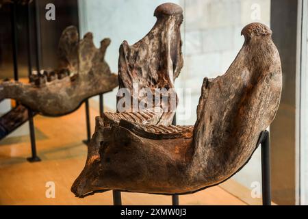 Höhlenmensch, Neandertaler, Primaten, Homo Mammuthus, Mammut, Elephantidae Homo sapiens im Nationalmuseum für Anthropologie MNA in Mexiko-Stadt. Amerikanischer Museumskomplex, der das archäologische Erbe der Völker Mesoamerikas und die ethnische Vielfalt im Chapultepec Forest zeigt, der vom National Institute of Anthropology and History INAH betrieben wird. Naturgeschichte .. (Foto von Luis Gutierrez/ Norte Photo) hombre de la caverna, Neandertal, Primate, Homo Mammuthus, mamut, Elephantidae Homo sapiens en el Museo Nacional de Antropología MNA en Ciudad de México. recinto museográficos de América. K e Stockfoto