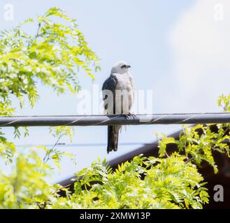 Ein Mississippi-Kite (Ictinia mississippiensis) ist ruhig auf einem Versorgungsdraht zu sehen; umgeben von leuchtend grünem Laub, das typisch für die Region in C ist Stockfoto