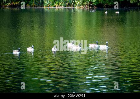 Kanadiengänse am Lake Mangamahoe - Neuseeland Stockfoto