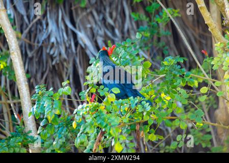 Tui Bird - Neuseeland Stockfoto