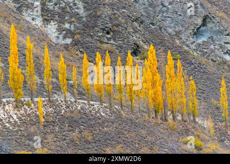 Pappelbäume auf der Chard Road - Neuseeland Stockfoto