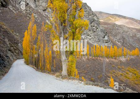 Pappelbäume auf der Chard Road - Neuseeland Stockfoto