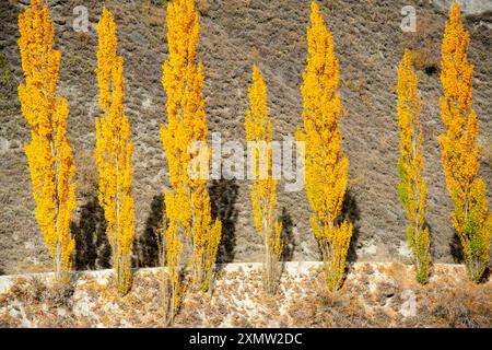 Pappelbäume auf der Chard Road - Neuseeland Stockfoto