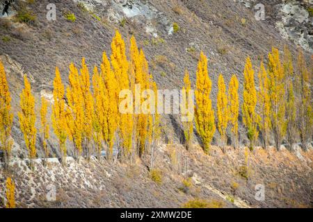 Pappelbäume auf der Chard Road - Neuseeland Stockfoto