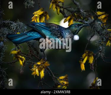 Neuseeländischer Tui-Vogel, der Kowhai-Blumen ernährt Stockfoto