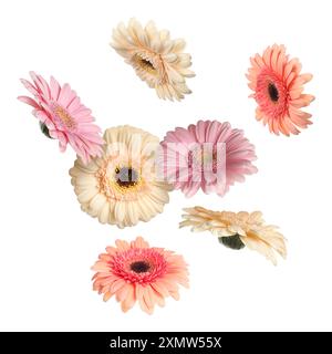 Bunte Gerbera-Blüten in der Luft auf weißem Hintergrund Stockfoto