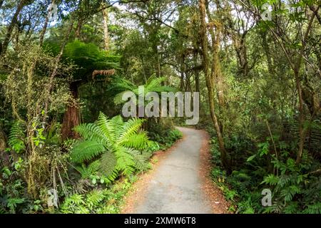 Coromandel Wilderness: Erkunden Sie die üppigen Urwälder und die artenreichen Landschaften Neuseelands Stockfoto