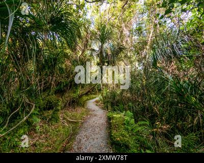 Ship Creek Scenic Landscape of Ancient Kahikatea Swamp Forest on the Swamp Forest Walk, West Coast, Neuseeland Stockfoto