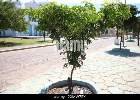 brasil-Baum in salvador salvador, bahia, brasilien - 11. august 2023: pau brasil-Baum - Paubrasilia echinata - in einem Blumenbeet einer Avinida in der Stadt Salvador zu sehen. SALVADOR BAHIA BRASILIEN Copyright: XJoaxSouzax 240823JOA0081 Stockfoto