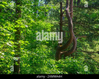 Beverly Shores bewaldetes Gebiet Stockfoto