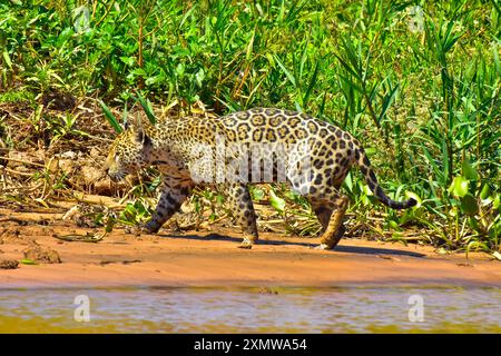 Jaguar ist die größte südamerikanische Katze, die im Waters Park, Pantanal, Mato Grosso Estate, Brasilien, zusammentreffen wird Stockfoto