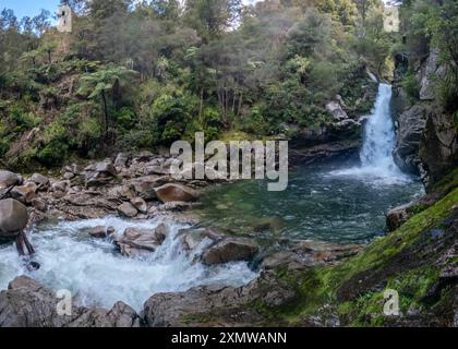 Wainui Falls umgeben von einheimischen Büschen von Nikau-Palmen, Rata-Bäumen und Farnen, sind die größten Wasserfälle in Golden Bay, Abel Tasman National Park in der Nähe von Takaka, N Stockfoto