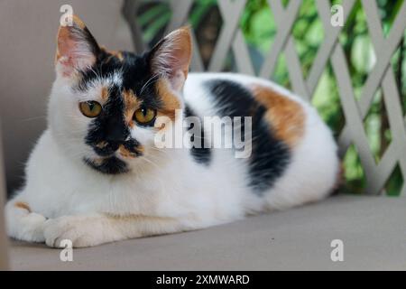 Niedliche Calico-Katze, die auf dem Sofa im Garten liegt. Katzen mit gelben und schwarzen Flecken oder Mustern auf einem Sofa im Freien Stockfoto