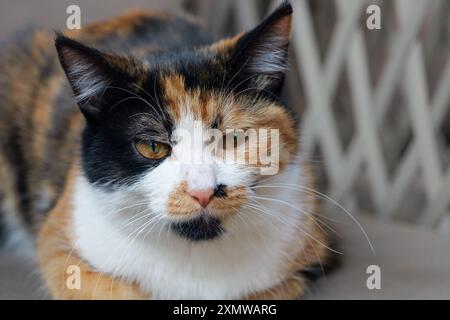 Niedliche Calico-Katze, die auf dem Sofa im Garten liegt. Katzen mit gelben und schwarzen Flecken oder Mustern auf einem Sofa im Freien Stockfoto