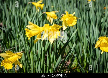 Nahaufnahme von schönen gelben wilden Narzissen Blumen mit grünen Blättern. Stockfoto