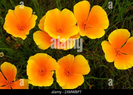 Kalifornischer Goldmohn (Eschscholzia californica) mit leuchtenden Frühlingsfarben in Gelb, Gold und Orange auf einem grünen Feld Stockfoto