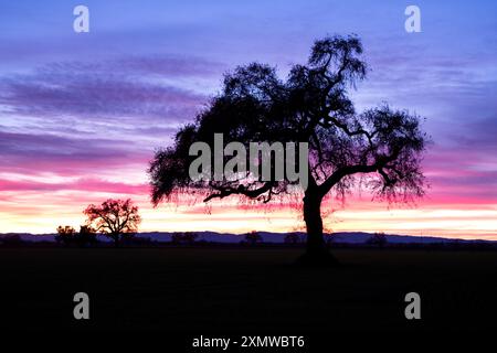 Silhouette von Eichenbäumen auf einem Feld vor einem rosa und violetten Himmel in Nordkalifornien Stockfoto